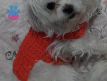 Maltese terrier 3 Yaşında Köpeğim Eş Arıyor