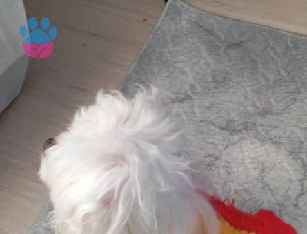 Maltese terrier 3 Yaşında Köpeğim Eş Arıyor