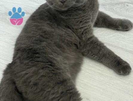 British shorthair 9 Aylık Kedim Eş Arıyor