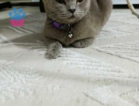 Kizim badem e yakışıklı damat ariyorum