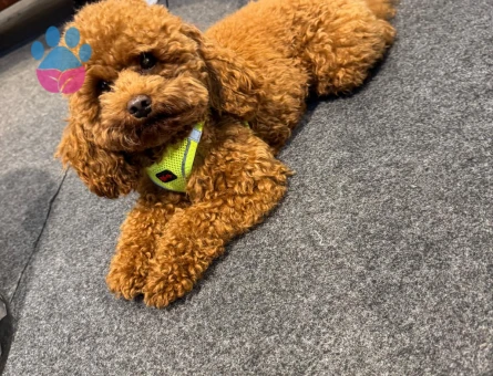 Toy Poodle Yakışıklı Oğluma Eş Arıyorum