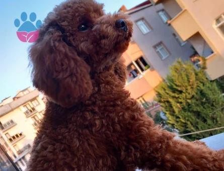 Toy Poodle Yakışıklı Oğluma Eş Arıyorum