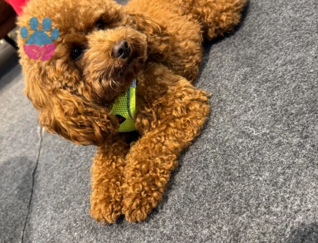 Toy Poodle Yakışıklı Oğluma Eş Arıyorum