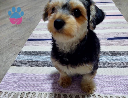 Morkie Köpeğime Eş Arıyorum