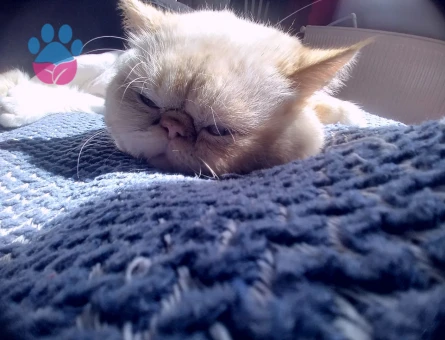 exoticshorthair oğlumuza eş aramaktayız