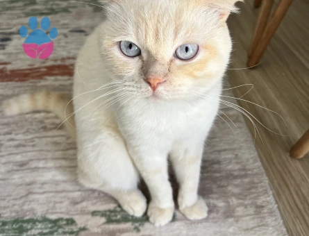 SCOTTSH FOLD KEDİME EŞ ARIYORUM