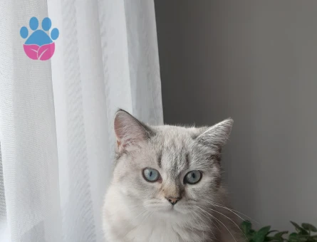 British shorthair kedime eş arıyorum aşıları tam