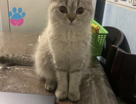 British shorthair kedime eş arıyorum aşıları tam