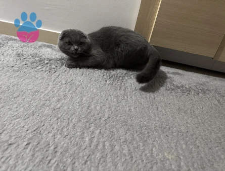 2 yaşındaki kedime eş arıyorum