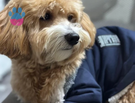 DİŞİ EŞ ARIYORUM