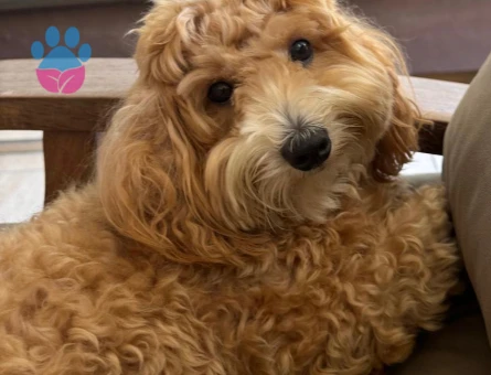 DİŞİ EŞ ARIYORUM