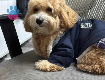 DİŞİ EŞ ARIYORUM