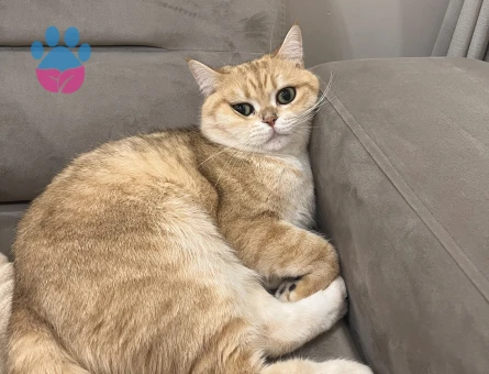 British Shorthair oğluma eş arıyorum