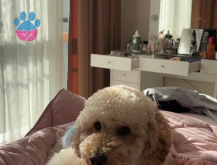 Sen poddle köpeğimize gelin arıyoruz