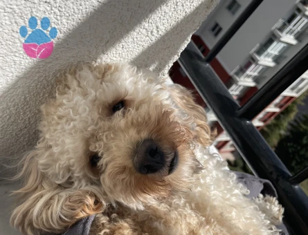 Sen poddle köpeğimize gelin arıyoruz