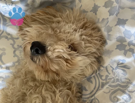 Sen poddle köpeğimize gelin arıyoruz