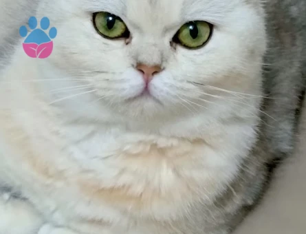 Kedime eş arıyorum