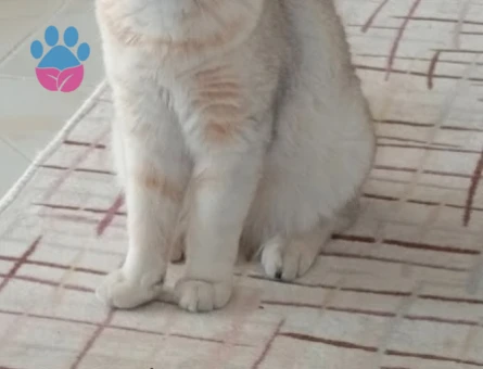 Kedime eş arıyorum