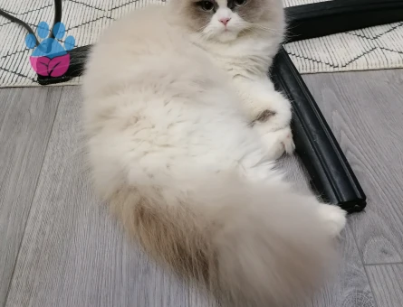 Pamuk şekeri kızıma eş arıyorum