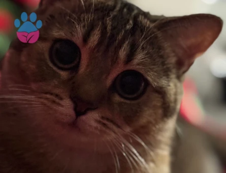 Simba Hanıma eş arıyoruz