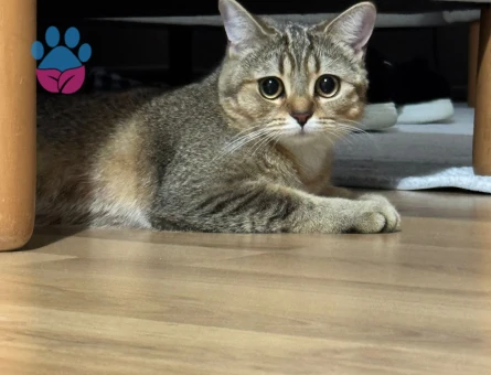 Simba Hanıma eş arıyoruz