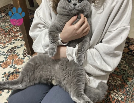 Oğluma dişi arıyorum