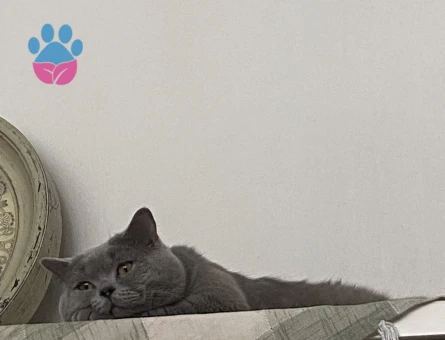 Oğluma dişi arıyorum