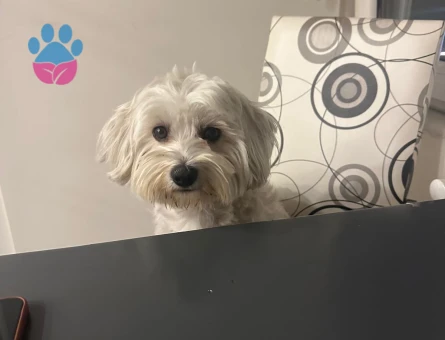 Oğlumuza güzel gelin arıyoruz