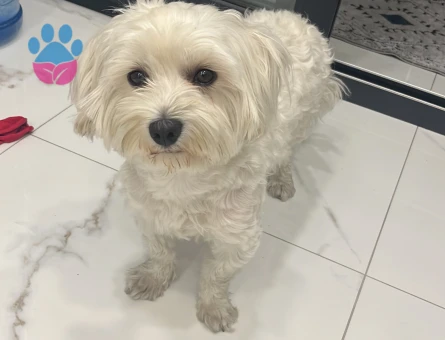 Oğlumuza güzel gelin arıyoruz