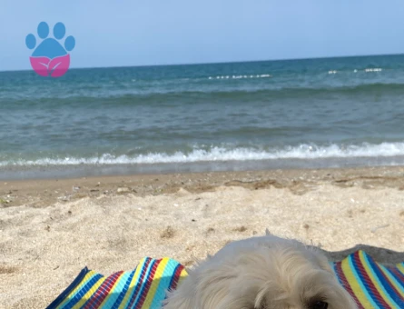 Oğlumuza güzel gelin arıyoruz