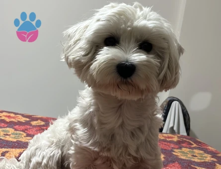 Oğlumuza güzel gelin arıyoruz