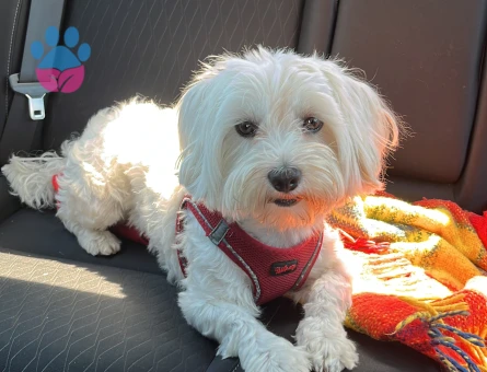 Oğlumuza güzel gelin arıyoruz