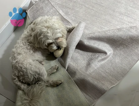 Oğlumuza güzel gelin arıyoruz