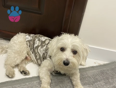 Oğlumuza güzel gelin arıyoruz