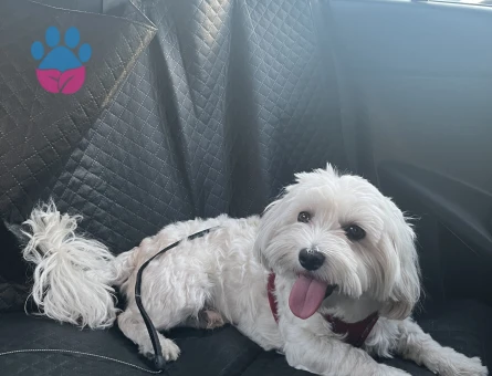 Oğlumuza güzel gelin arıyoruz