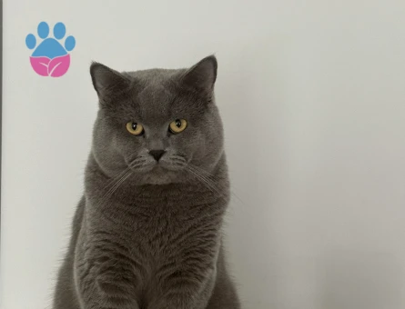 Smoke Kedime Eş Arıyorum