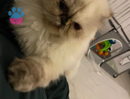 İran kedisi 4 Yaşında Eş Arıyor