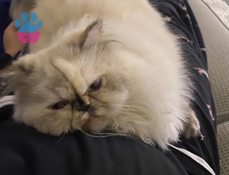 İran kedisi 4 Yaşında Eş Arıyor