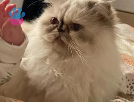 İran kedisi 4 Yaşında Eş Arıyor