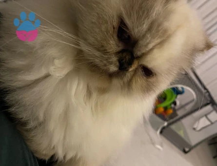 İran kedisi 4 Yaşında Eş Arıyor