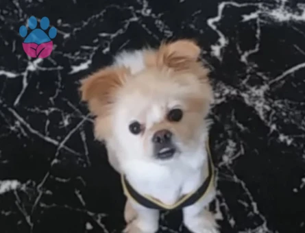 Poomeranian Oğluma eş ariyoruz