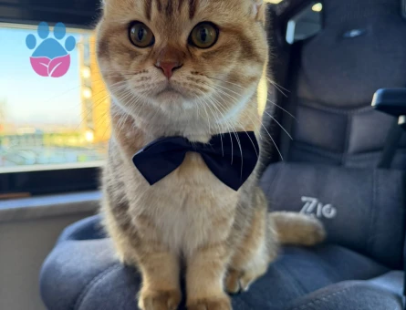 Scottish Straight Erkek – Eş Arıyoruz