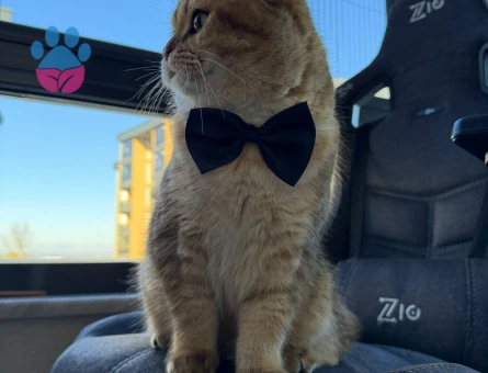 Scottish Straight Erkek – Eş Arıyoruz