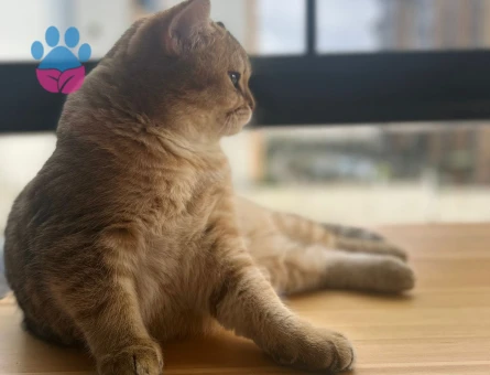 Scottish Straight Erkek – Eş Arıyoruz