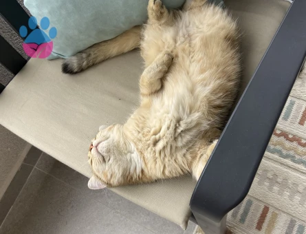 Scottish Straight Erkek – Eş Arıyoruz