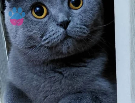 Ogluma gelin adayı arıyoruz