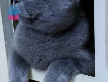 Ogluma gelin adayı arıyoruz