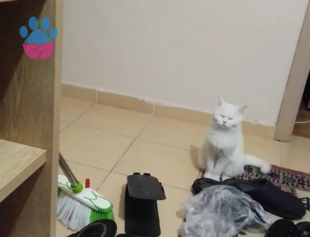 Kendime erkek eş ariyorum