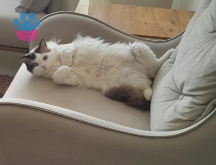 Ragdoll Cinski Kedim Akita Eş Arıyor
