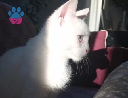 Oglusumuza kız ariyoruz